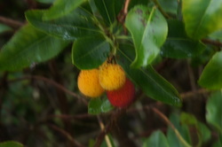 Strawberry tree fruit, ideas for winter interest