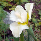 Iris Butter and Sugar, garden plant ideas