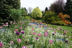 Picture of seasonal borders with tulips Dorothy Clive Garden