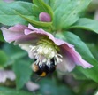 bee friendly plants, hellebore, wildlife in gardens